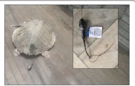 Fig. 1 Olive ridley turtle on deck of fishing vessel fitted with Wildlife Computers survivorship pop‑up archival tag attached using a short tether to attach to the rear supracaudal scutes