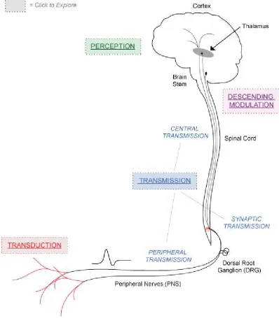Figure 3.1 Pain pathway and physiology 
