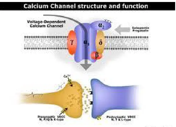 Figure 6.2 Structure of calcium channel 