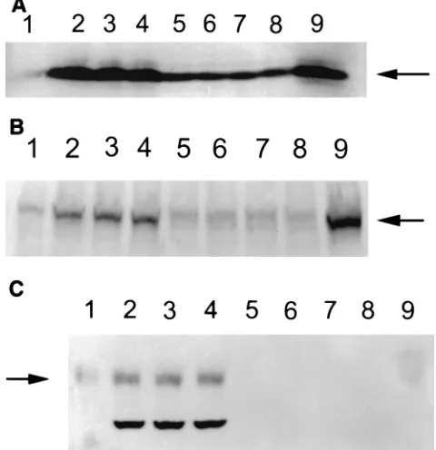 FIG. 6. Expression of bcl-2 (A), LFA-1 (B), and ICAM-1 (C). LMPexpression induces bcl-2, LFA-1, and ICAM-1 in BJA-B cells but not