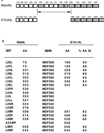 FIG. 3. Comparison of the left variable regions of the Mal�(hatched boxes) and MGF 530 genes (hatched boxes)