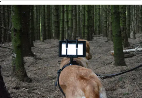 Fig. 2 The study animal with harness-mounted Tango device. The study animal (domestic dog) at the site of the first stage of the trial