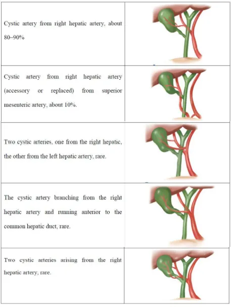 Table 1: VARIATIONS IN THE ARTERIAL SUPPLY TO THE GALLBLADDER [18] 