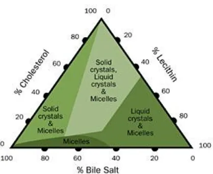 Figure 14: Composition of bile with relationships that result in the formation of gallstones