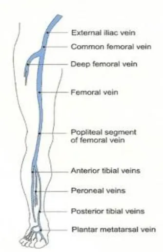 Fig: Veins of the lower limb 