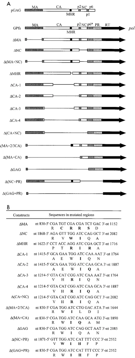 FIG. 1. HIV-1 Pr160gag-polmains andconstruct is shown at the left. pGAG was constructed by deletion of thepol mutations
