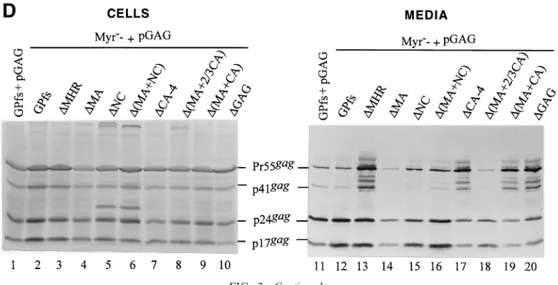 FIG. 2—Continued.