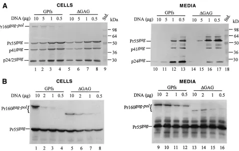 FIG. 3. Pr160gag-pol10addition of pBlueScript SK. At 48 h posttransfection, culture supernatants and cells were collected, prepared, and resolved on SDS–10% (A) orSDS–8% (B) PAGE gels