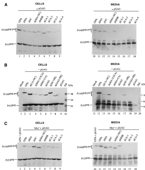 FIG. 4. Expression and incorporation of protease-defective (PR�transfected with the plasmid indicated