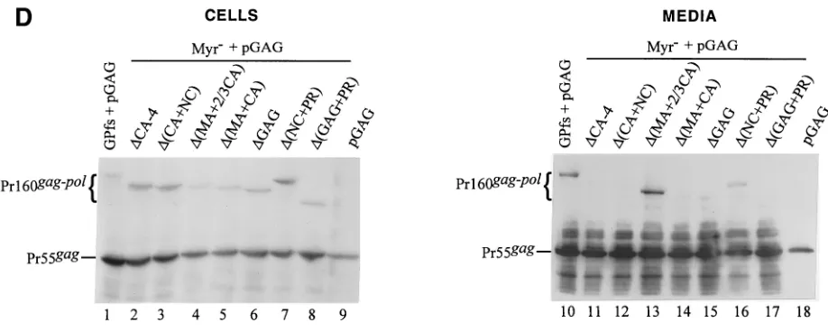 FIG. 4—Continued.