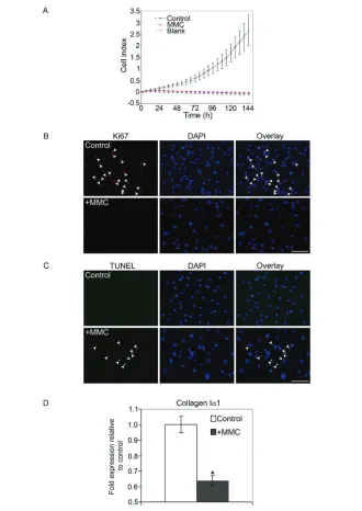 Figure 8. MMC effects on mouse conjunctival cell proliferation, apoptosis and collagenIα1 expression