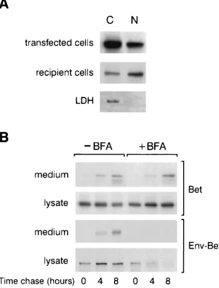FIG. 2. (A) HFV Bet targets the nuclei of recipient cells. Cos6 cellswere transfected with pSGHFV-Bet, and 48 h later, cells were labeled