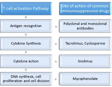 Figure 2: Site of action of common immunosuppressive agents 