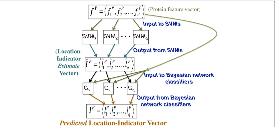 Figure 3 Multiple location prediction for protein P. First, SVMs SVM1, . . . , SVMq are used to obtain the location indicator estimates ˆlP1, 
