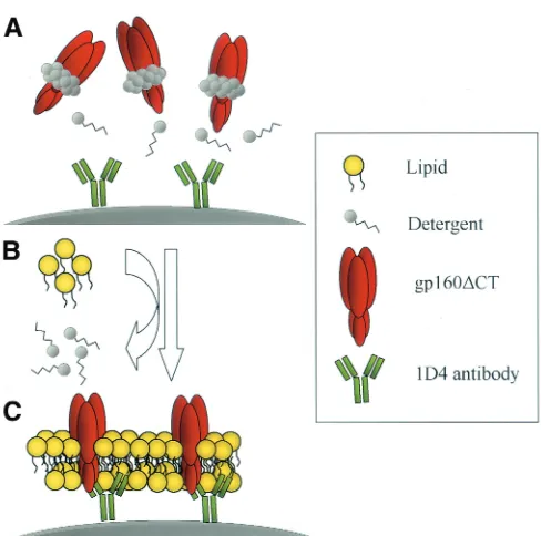 FIG. 1. Schematic diagram of the formation of PLs. (A) Beadsconjugated with the 1D4 antibody recognizing the C9 tag were used to