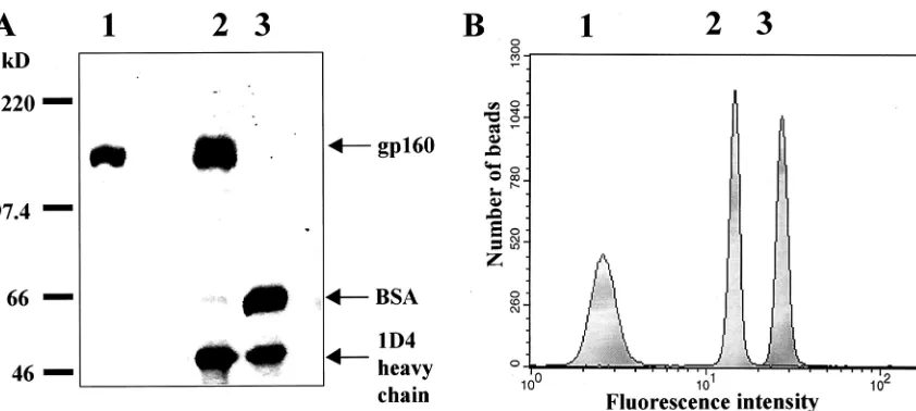 FIG. 2. Protein composition of PLs. (A) SDS-polyacrylamide gel of gp160�blue. Lane 1, 1antibody