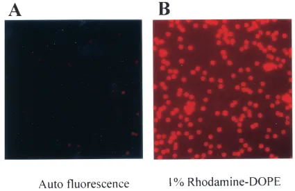 FIG. 4. FACS analysis of the reconstituted PL membrane. (A) Occlusion of the 1D4 antibody by lipid membrane reconstitution