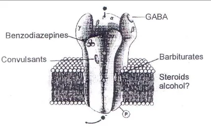 Fig. 8A : Schematic model of the GABAA receptor 