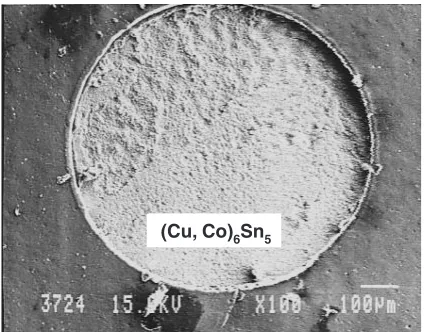 Fig. 9SEM micrograph of typical fracture along the interface for thesolder joint using Sn-Ag-0.3Co solder.