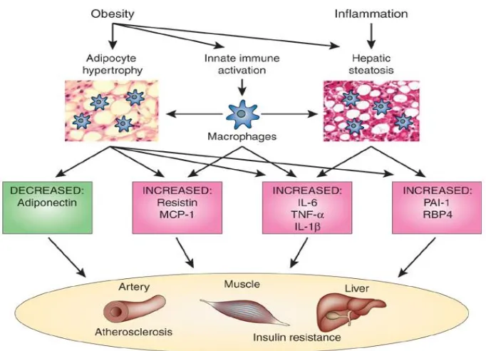 Figure 6 factors contributing to insulin resistance 