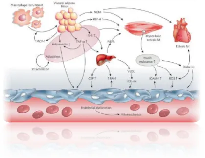 Figure 8 inflammatory mediators in insulin resistance 