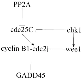 FIG. 2. Proposed model for serotype 3 reovirus-induced Gtransition arrest. cdc2 kinase activity is required for entry into mitosis.Active cdc2 kinase is complexed with cyclin B and dephosphorylated atThr14/Tyr15