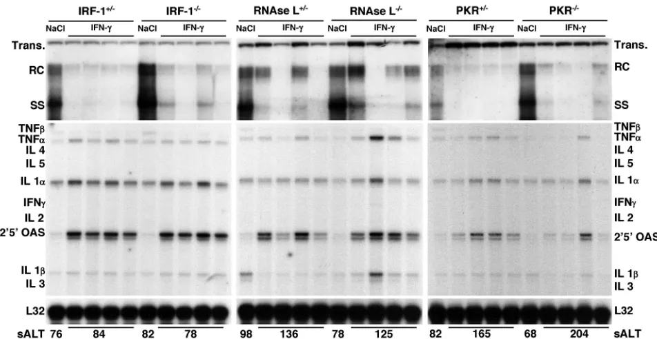 FIG. 3. Role of IRF-1, RNase L, or PKR in antiviral activity induced by IFN-�corresponding to integrated transgene (Trans.), relaxed circular (RC), and single-stranded (SS) linear HBV DNA replicative forms are indicated.The integrated transgene can be used