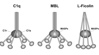 Figure 1. Scheme of the similar structure ofcomplement activation molecules C1q ofthe classical pathway, MBL of the lectinpathway and L-ficolin.