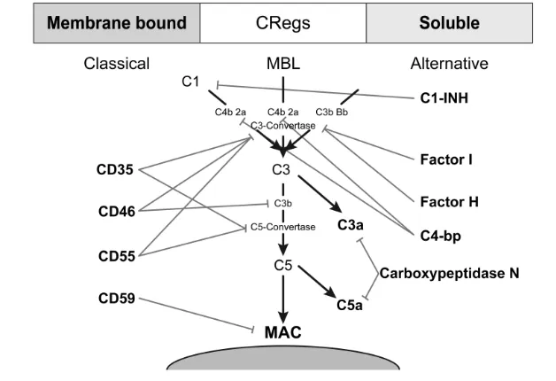 Figure 3. The established pathways of complement activation associated with the newactivation pathway and crosstalk between cells and the coagulation cascade with thecomplement system.