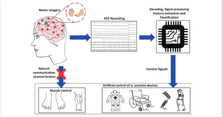 FIGURE 1 | Generic concept/function diagram of BCI controlled assistive LL devices based on motor imagery.