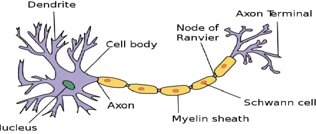 Figure 2: A typical neuron 
