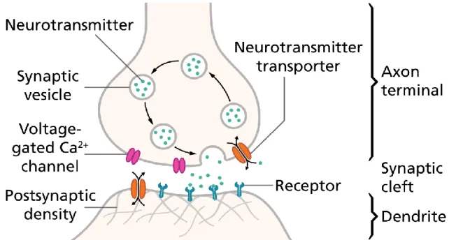 Figure 4: Structure of a typical chemical synapse  Image from Wikipedia 