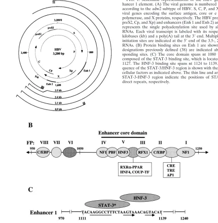FIG. 1. Schematic representations of the HBV genome and en-hancer 1 element. (A) The viral genome is numbered (0 to 3,200 bp)