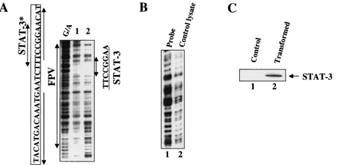 FIG. 5. (A) Cytokines upregulate the STAT-3-dependent stimulation of HBV enhancer 1 in vivo .the X gene