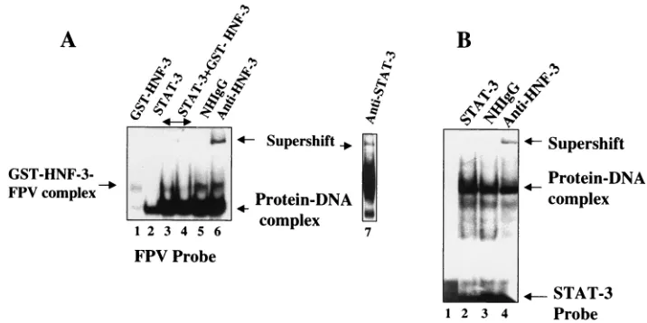 FIG. 6.Cooperation of interaction between STAT-3 and HNF-3. (A) The EMSA was carried out in the presence ofBinding of FPV probe with recombinant GST-HNF-3 (lane 1); with STAT-3 synthesized in bacteria (lane 2); both STAT-3 and increasingconcentration of HN