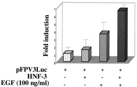FIG. 7. (A) Direct interaction between STAT-3 and HNF-3. Nuclear extract from Huh-7 cells transfected with v-Src expression vector orSTAT-3 synthesized in bacteria was incubated with GST (lanes 1 and 3) and GST-HNF-3 (lanes 2 and 4) bound to glutathione-Sepharose beads.