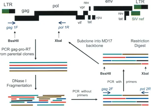FIG. 2. Schematic overview of the construction of gag-pro-RT shufﬂed libraries.