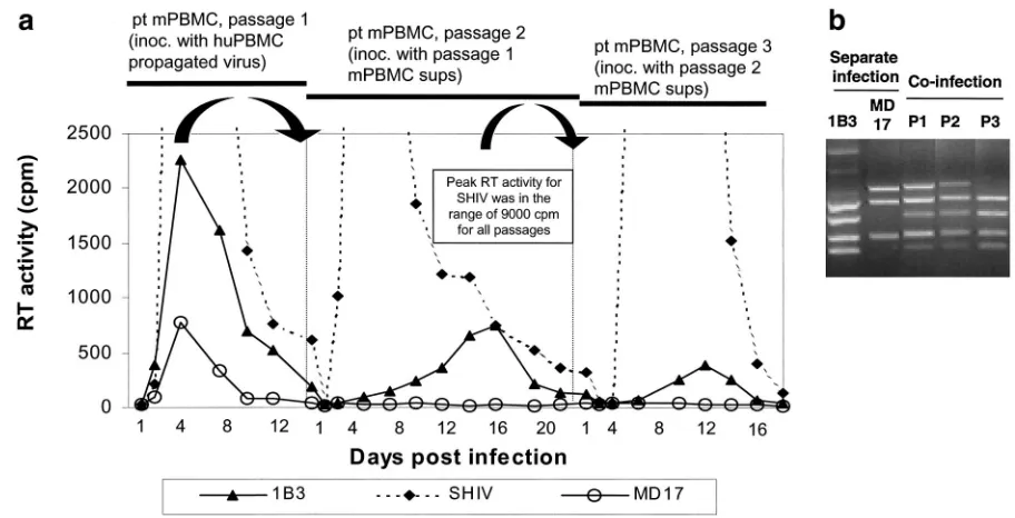 FIG. 4. The 1B3 viral variant shows improved replication in pt mPBMC compared to MD17