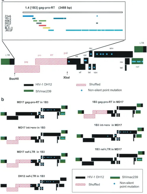 FIG. 6. Schematic diagram of 1B3 clone 1.4 showing the recombinant structure of the shufﬂed gag-pro-RT region and non-silent changes in thegenome (a) and the 1B3/MD17 and the 1B3/DH12 chimeras (b).