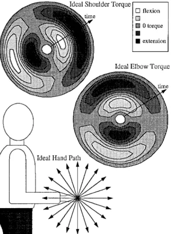 Figure  1  illustrates  the  idealized  mechanics  of  sagittal-plane  reaches,  in  terms  of  straight  hand  paths  and  the  computed  pattern  of  dynamic  shoulder  and  elbow  torques  needed  to  produce  these  movements  (assuming  a  bell-shaped