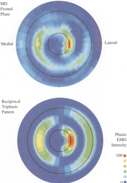 Fig. 4  Polar intensity plots  comparing the medial deltoid  (MD)  temporal pattern  (top  panel)  to the simulation of a re- 