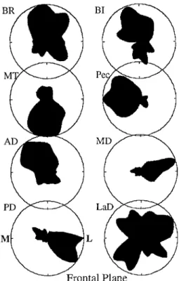Fig. 10  Phasic spatial tuning for the frontal plane. EMG levels for  eight muscles are shown on polar plots of movement direction