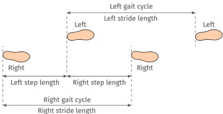 Figure 3.2: A right and left step constitute a stride, which defines the gait cycle. (illustra- (illustra-tions adapted from [Lip06], labels modified)