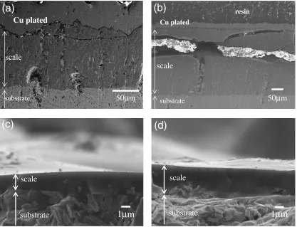 Fig. 4Cross-sectional micrographs of oxide scales formed on B added WSi2, after oxidation at 1073 K for 180 ks in air