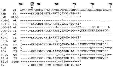 FIG. 1. Impact of the FS mutation on the cytoplasmic domainsequence. The amino acid sequence of the HXB Env cytoplasmic