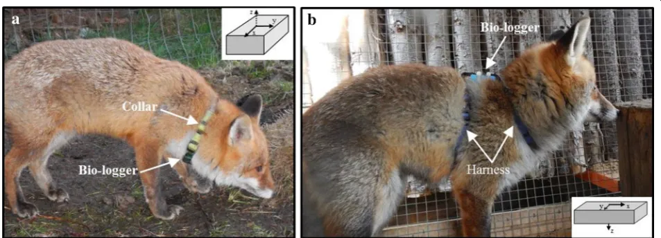 Fig. 1 Photographs of the two adult red foxes (Vulpes vulpes) used to develop magnetic ethograms equipped with triaxial accelerometer and magnetometer bio-logging devices