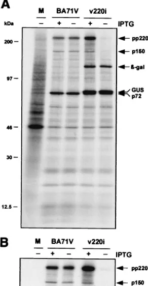FIG. 2. Inducible expression of polyprotein pp220. Vero cells wereeither mock infected (lane M) or infected with parental BA71V or