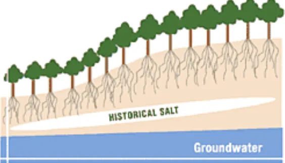 Figure 2.4 - Role of Vegetation in maintaining ground water levels (Fitzroy Basin Association, 2004)  