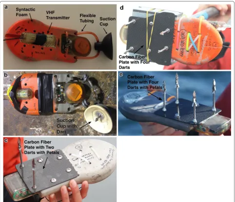 Fig. 1 TDR tags with syntactic foam, radio transmitter and/or satellite tag, and tag attachment