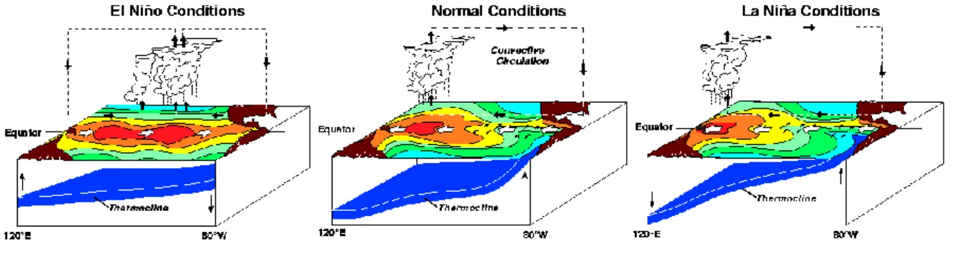 Figure 1: Schematic diagram of El Niño, normal (neutral) and La Niña conditions, indicating changes in  SSTs across the Pacific Ocean (where red/orange indicates warmer SSTs, and blue/green cooler SSTs), and  corresponding changes in the thermocline and co